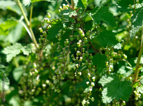 Blooming and green ovary of berries currants, several flowers on branch. Flowering bush of red, black or white currant with green leaves in the garden. Unripe green berries of currant close-up.