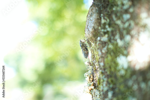 Cicada of the kind called 'Tsuku tsuku boshi' photo