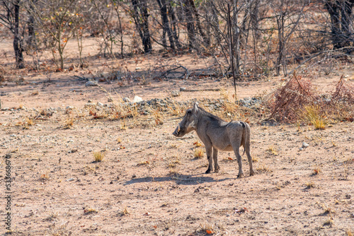 warthog in desert