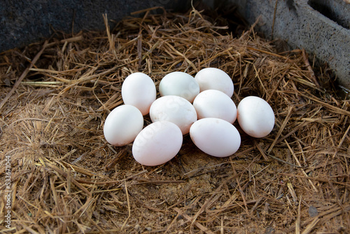 Photography Duck eggs in farm for cooking