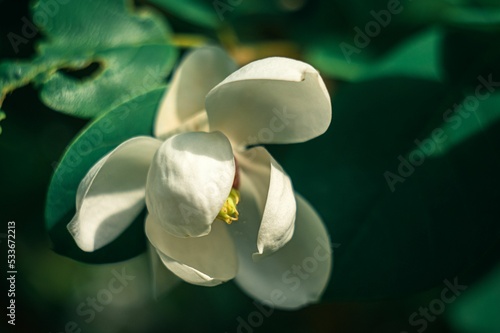 Closeup shot of a white sweetbay magnolia flower blooming in a garden photo