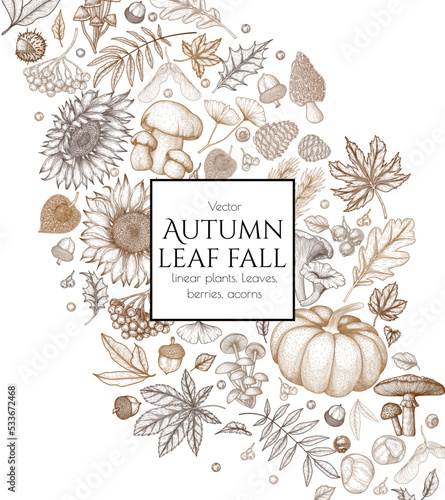 Vector autumn illustration. Maple leaf, chestnut, rowan, fallen leaves, acorns, physalis, maple seeds, sunflower, pumpkin, ginkgo, fly agaric, chanterelles, porcini mushroom, mushrooms