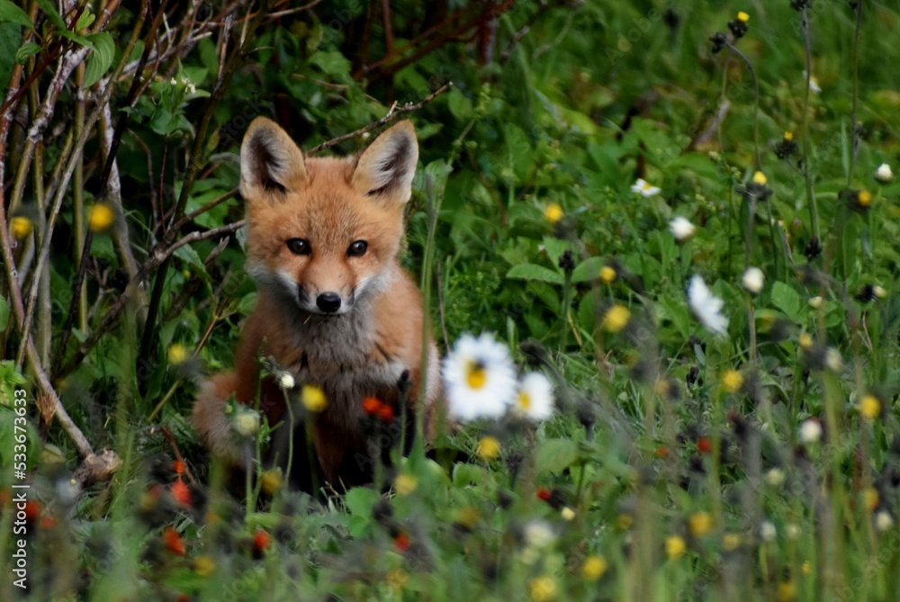 Fototapeta premium A young fox in the spring, Sainte-Apolline, Québec, Canada