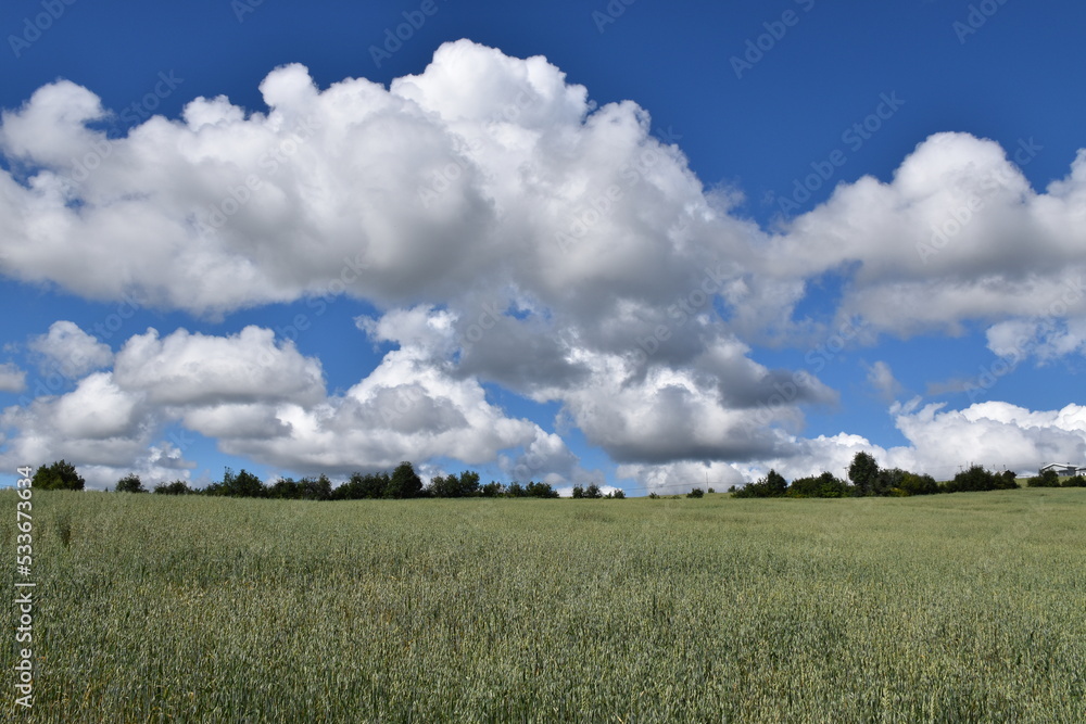 A field of oats under a cloudy sky, Sainte-Apolline, Québec, Canada