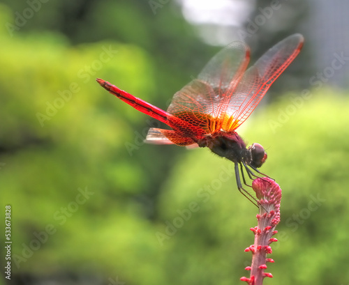 Brown-backed red marsh hawk dragonfly (Spine-tufted skimmer) photo