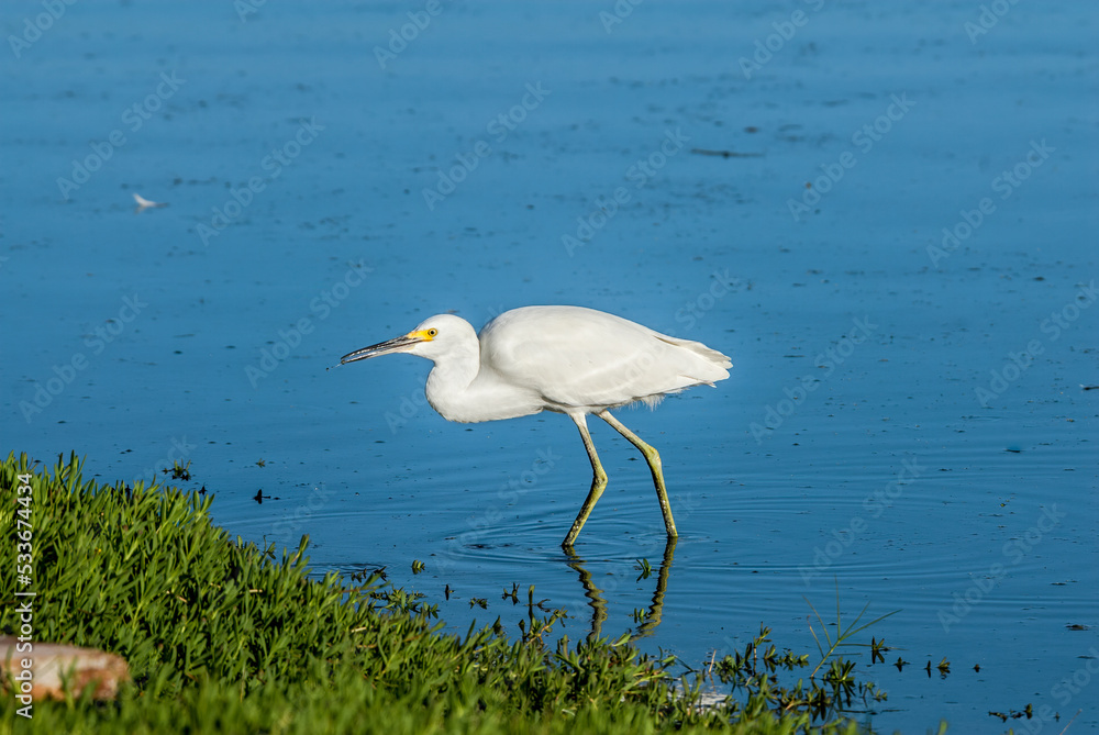 Obraz premium Snowy Egret (Egretta thula) in Malibu lagoon, California, USA