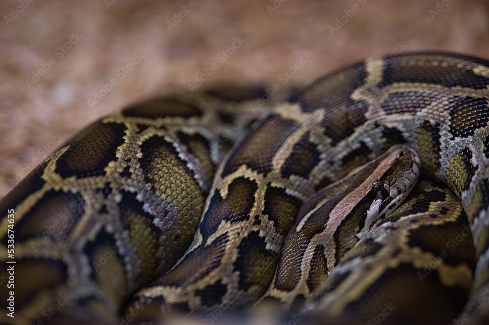 Close up photo of python in Philippines Close up photo of python in Philippines