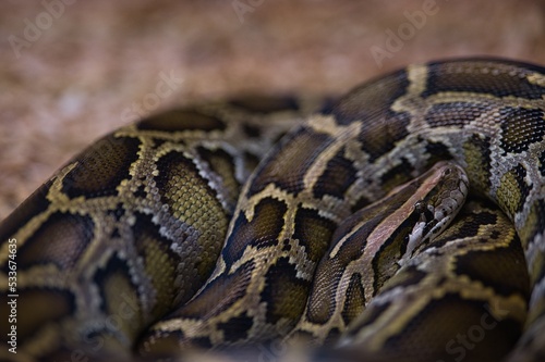 Close up photo of python in Philippines