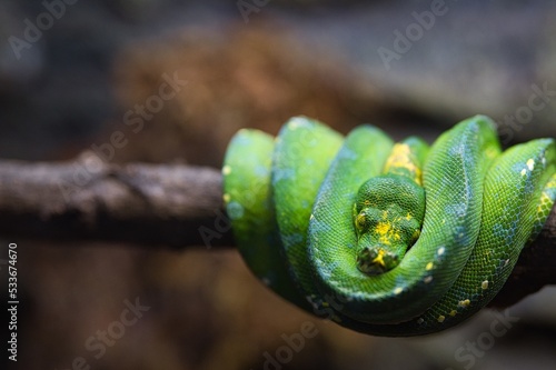 Close up photo of green python resting on a branch