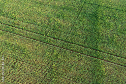 Aerial view of field with tractor lanes in spring