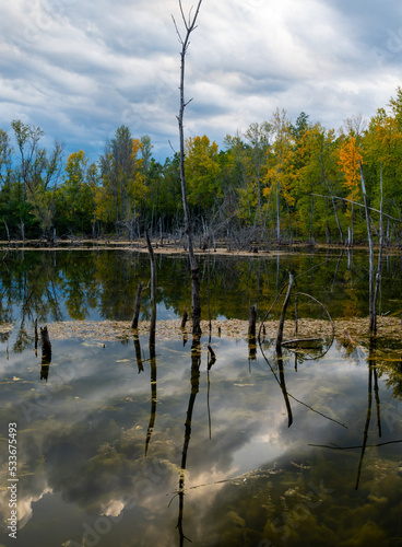 lake and trees