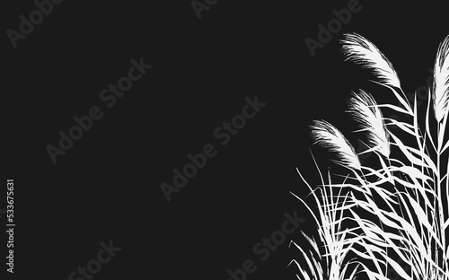 Image of a white reed or bulrush on a black background.Isolated vector drawing.