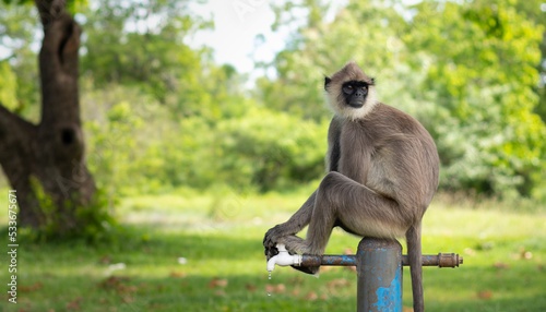 Photography Thirsty monkey sitting on top of the water tap and looking back.