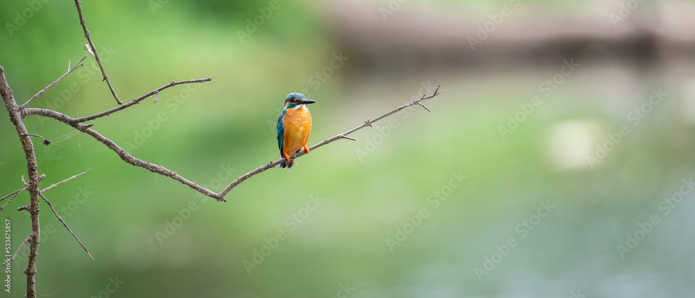 Mal pilihuduwa bird perch on a leafless twig against a green natural background. Mal pilihuduwa bird perch on a leafless twig against a green natural background.