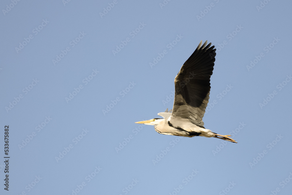 Obraz premium Grey heron