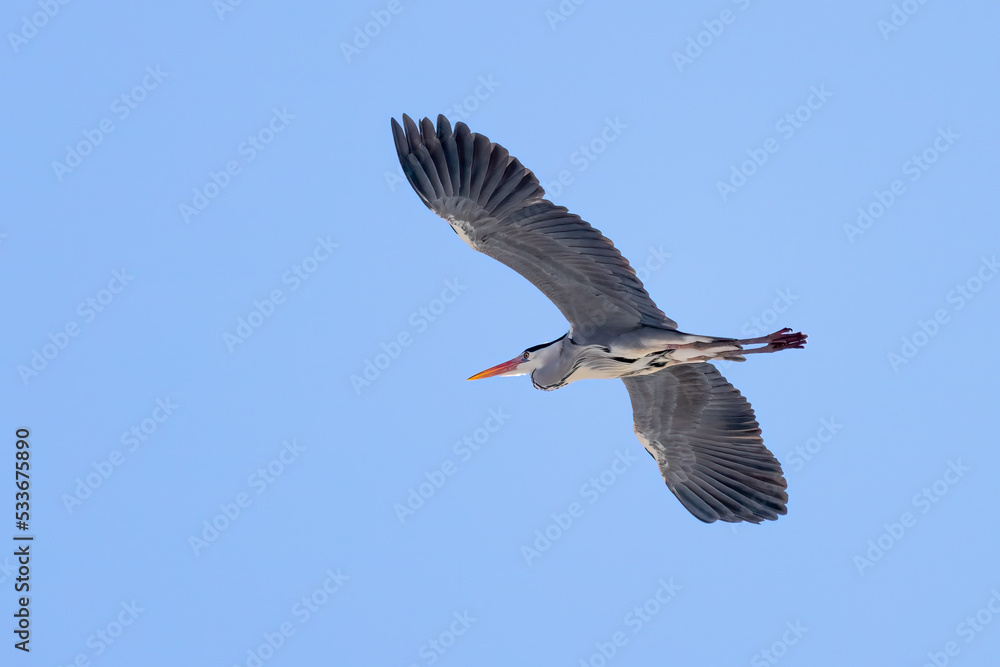 Naklejka premium Grey heron