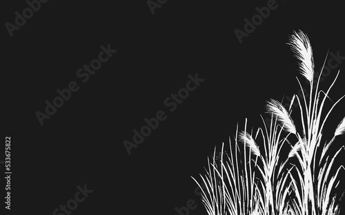 Image of a white reed or bulrush on a black background.Isolated vector drawing.