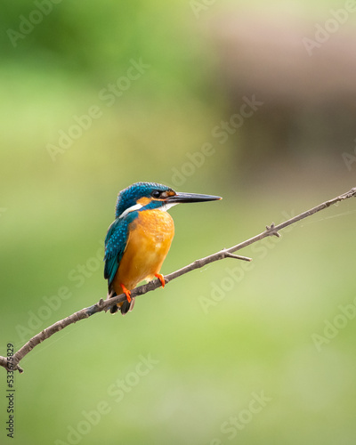Beautiful Kingfisher bird perch portrait photograph, Ceylon Small Blue Kingfisher perch on a bare twig and patiently wait for a small fish to surface the waters under the branch.