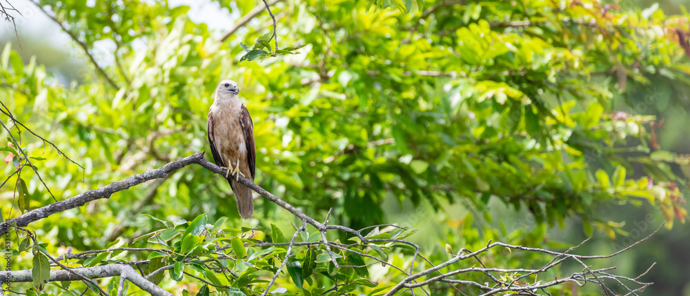 Juvenile Brahminy Kite perched on a tree branch, green foliage in the background. Juvenile Brahminy Kite perched on a tree branch, green foliage in the background.