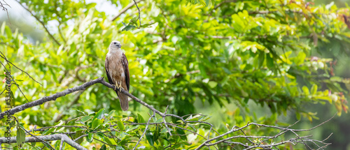 Juvenile Brahminy Kite perched on a tree branch  green foliage in the background.