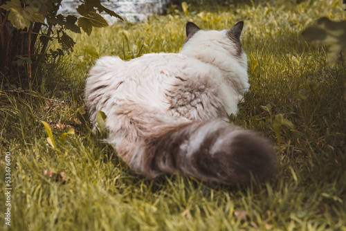 Katze lauert im Garten photo