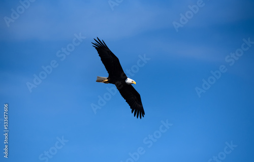 A bald eagle flying against a clear blue sky.