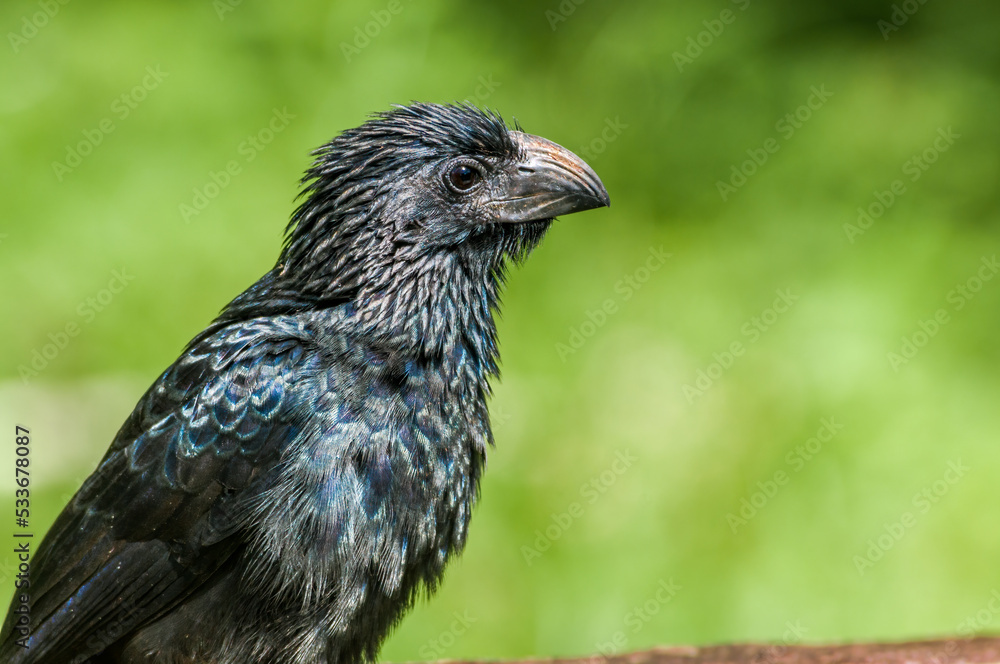 Fototapeta premium Groove-billed Ani (Crotophaga sulcirostris) in tropical forest of Papaturro River area, Nicaragua