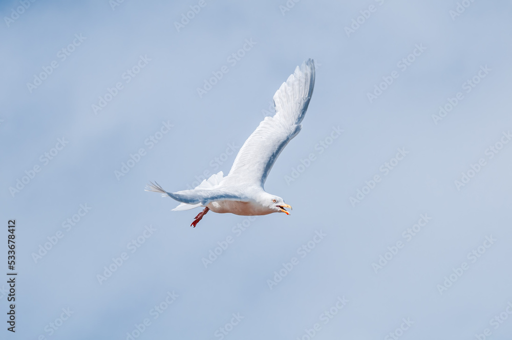Obraz premium Glaucous Gull (Larus hyperboreus) in Barents Sea coastal area