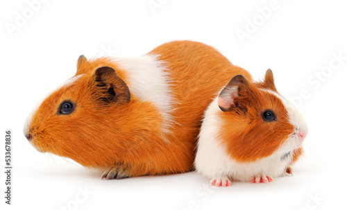 Guinea pigs isolated.
