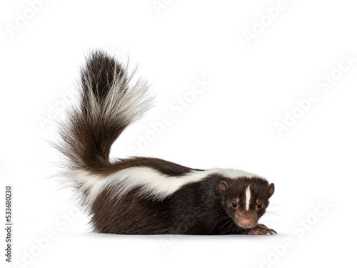 Cute classic brown with white striped young skunk aka Mephitis mephitis, laying down flat side ways. Looking towards camera with tail high up. Isolated on a white background.