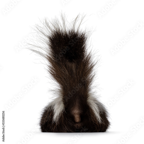 Back side of classic brown with white striped young skunk aka Mephitis mephitis, laying down flat showing butt. Looking away from camera with tail high up ready to spray. Isolated on a white backgroun © Nynke