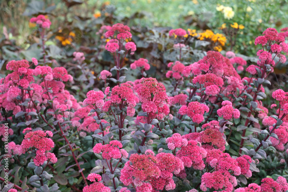 Sedum 'Red Cauli' in flower. Sedum 'Red Cauli' in flower.