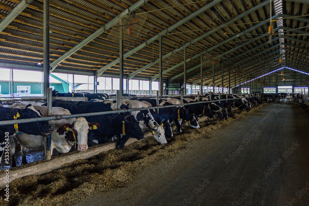 Diary cows in modern free livestock stall