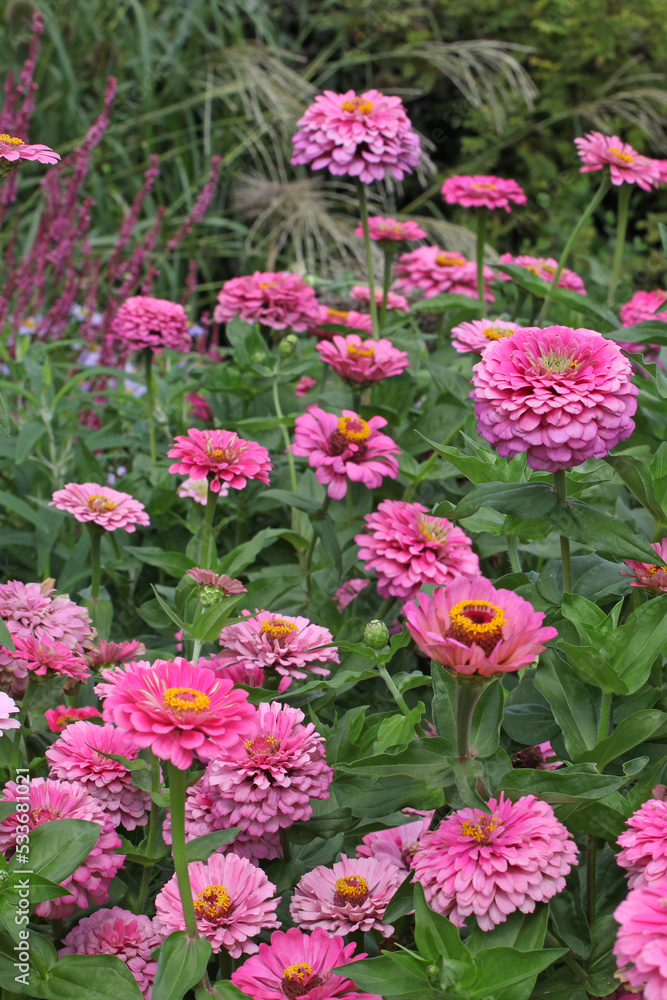 Zinnia elegans 'Super Yoga Rose' in flower.