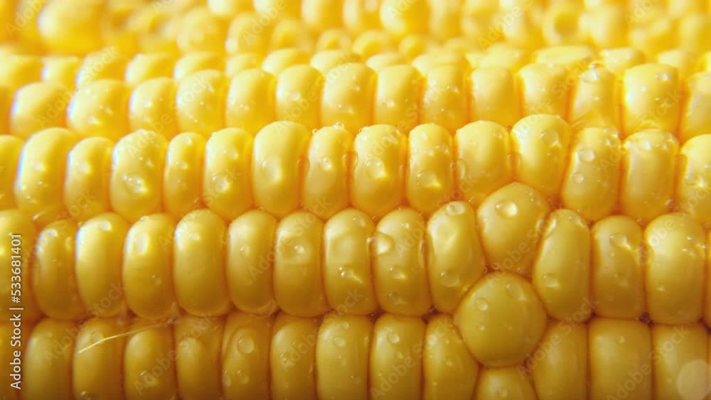 Close-up ripe peeled corn cobs in sunlight, sliding shot. Texture of fresh corn, selective focus, macro. Vegan food, healthy lifestyle, sustainable resources. Thanksgiving day background. Close-up ripe peeled corn cobs in sunlight, sliding shot. Texture of fresh corn, selective focus, macro. Vegan food, healthy lifestyle, sustainable resources. Thanksgiving day background.