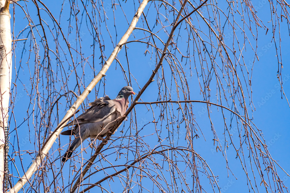 Common Wood Pigeon (Columba palumbus) in park Common Wood Pigeon (Columba palumbus) in park