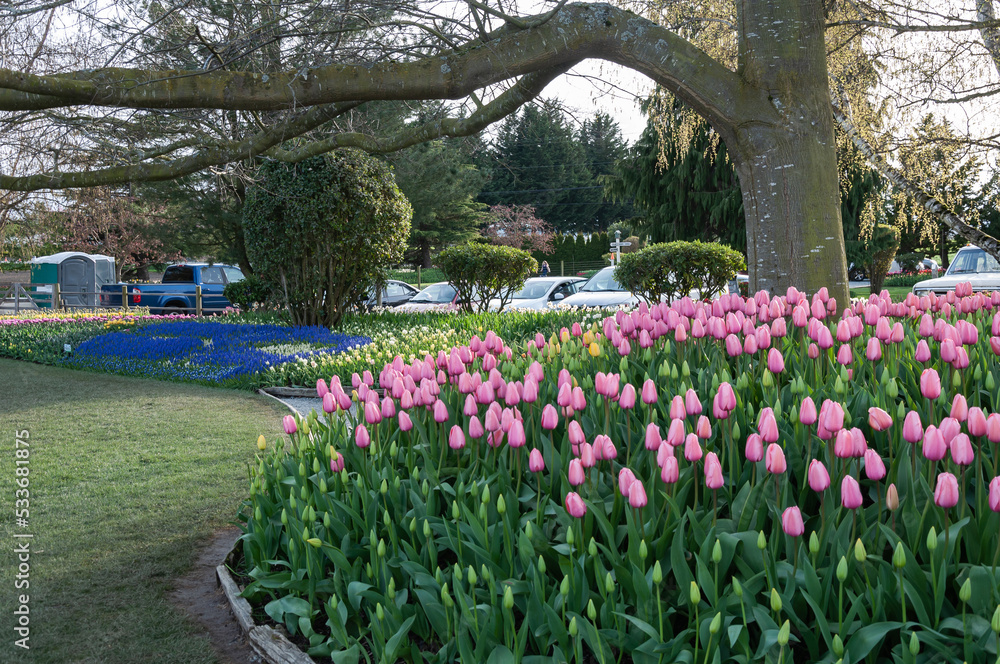 A lonely tree in the middle of rose tulip flower bed at the Skagit Valley Tulip Festival, La Conner, USA A lonely tree in the middle of rose tulip flower bed at the Skagit Valley Tulip Festival, La Conner, USA