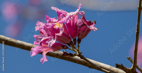 Photo of the pink ipê flower. photo