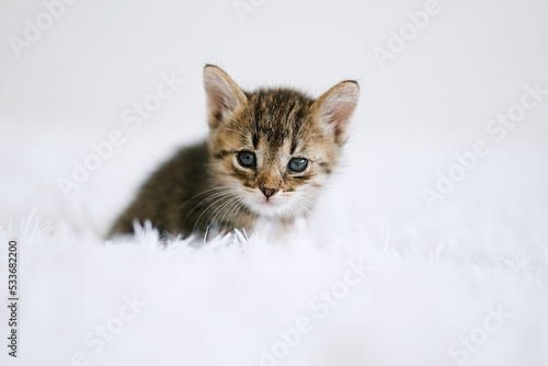 Little kitten on a white blanket. Kitty two months 