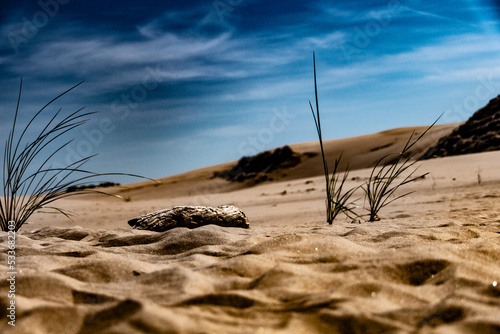 Fototapeta Naklejka Na Ścianę i Meble -  sand dunes in the desert