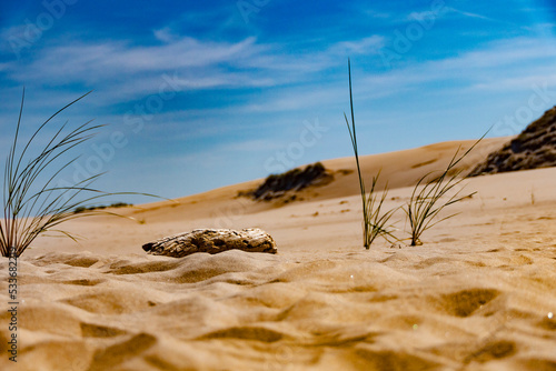 Fototapeta Naklejka Na Ścianę i Meble -  sand dunes in the desert