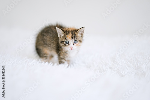 Little kitten on a white blanket. Kitty two months 