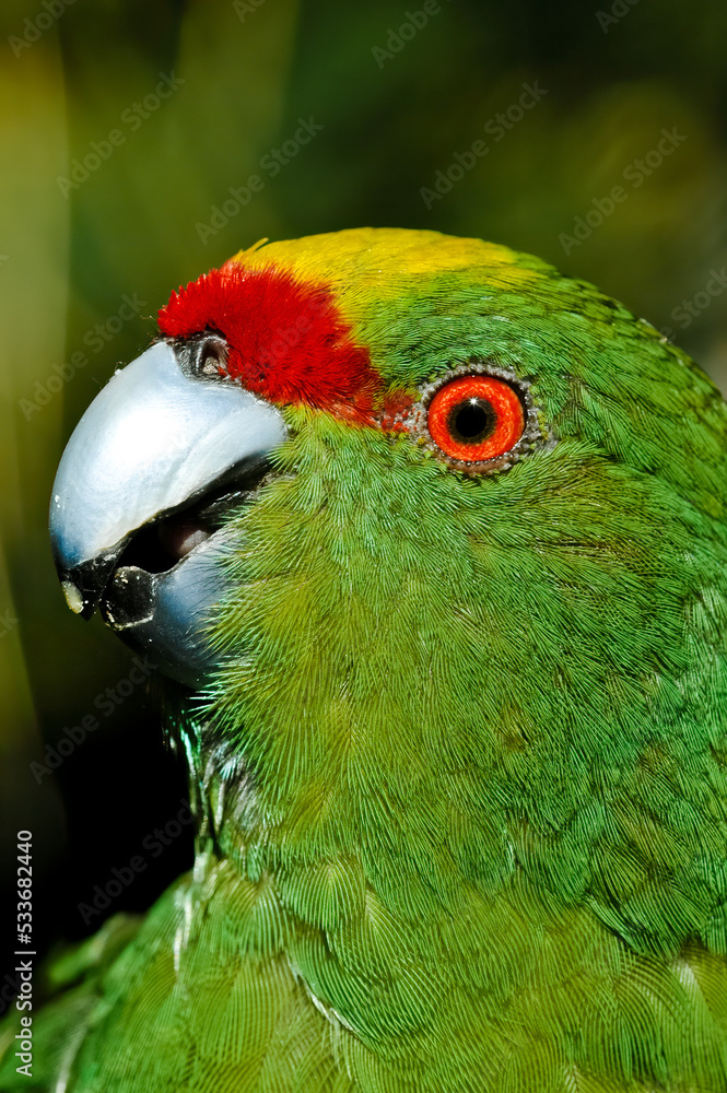 Fototapeta premium Yellow-fronted Parakeet (Cyanoramphus auriceps)