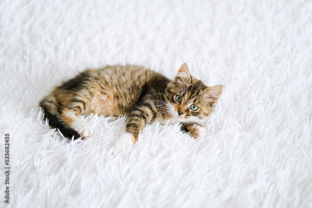 Little kitten on a white blanket. Kitty three months Little kitten on a white blanket. Kitty three months