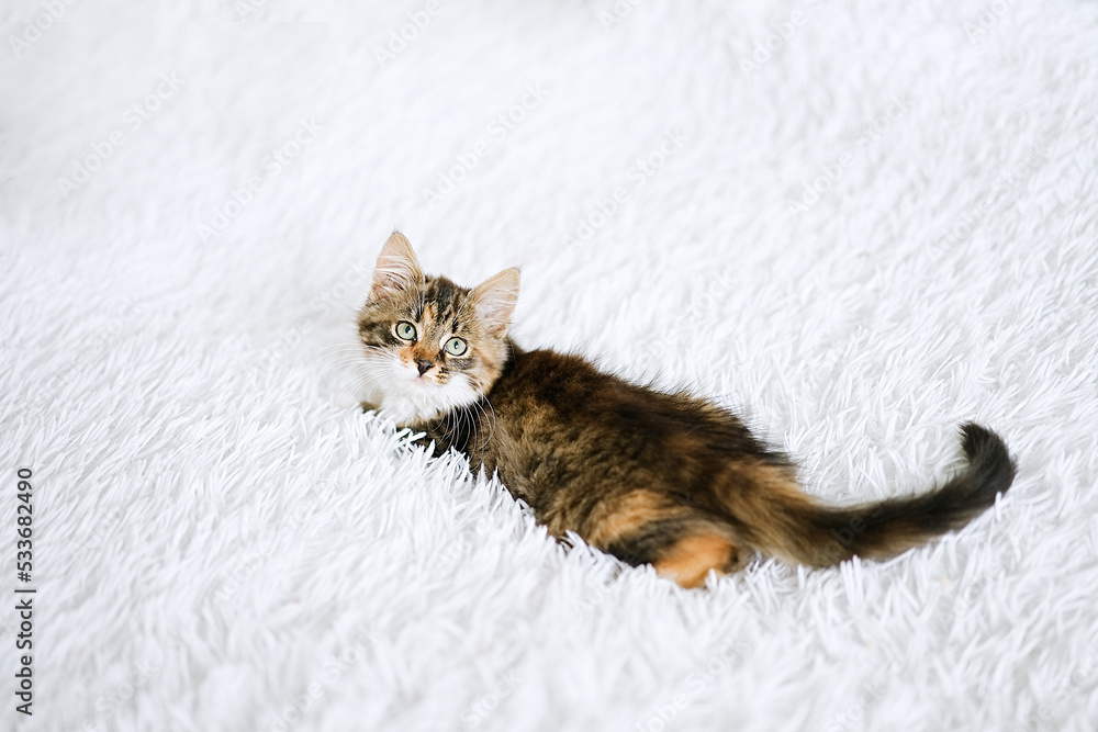Little kitten on a white blanket. Kitty three months Little kitten on a white blanket. Kitty three months