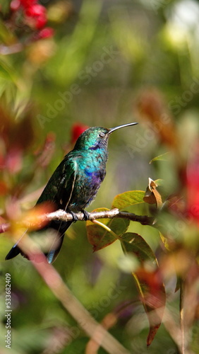 Sparkling violetear (Colibri coruscans) hummingbird perched on a branch in a garden with red flowers, in Cotacachi, Ecuador