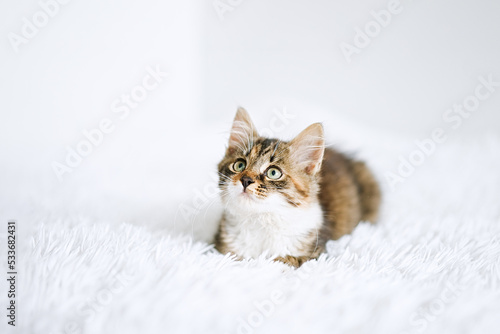 Little kitten on a white blanket. Kitty three months