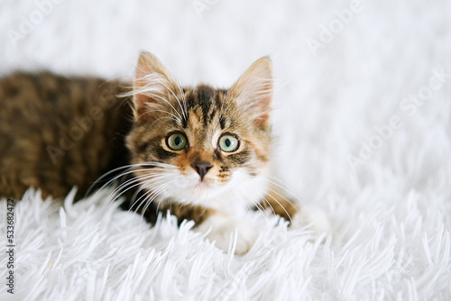 Fototapeta Naklejka Na Ścianę i Meble -  Little kitten on a white blanket. Kitty three months
