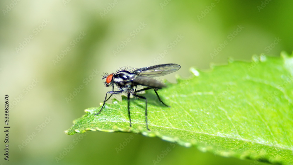 Fly on a leaf in Cotacachi, Ecuador Fly on a leaf in Cotacachi, Ecuador