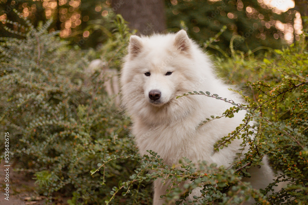 Dog on a walk. Samoyed dog in the park. White fluffy dog. Cute pet. Natural background